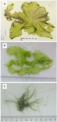 Multiple Intraspecific Variations of Mitochondrial Genomes in the Green-Tide Forming Alga, Ulva compressa Linnaeus (Ulvophyceae, Chlorophyta)